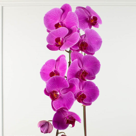 Phalaenopsis Orchid Purple