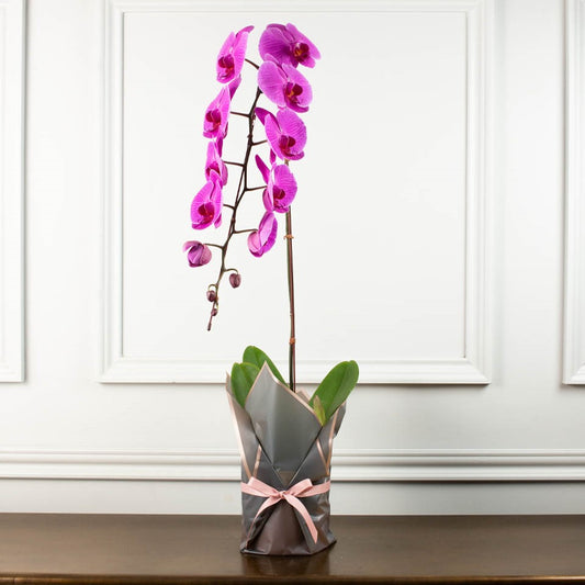 Phalaenopsis Orchid Purple
