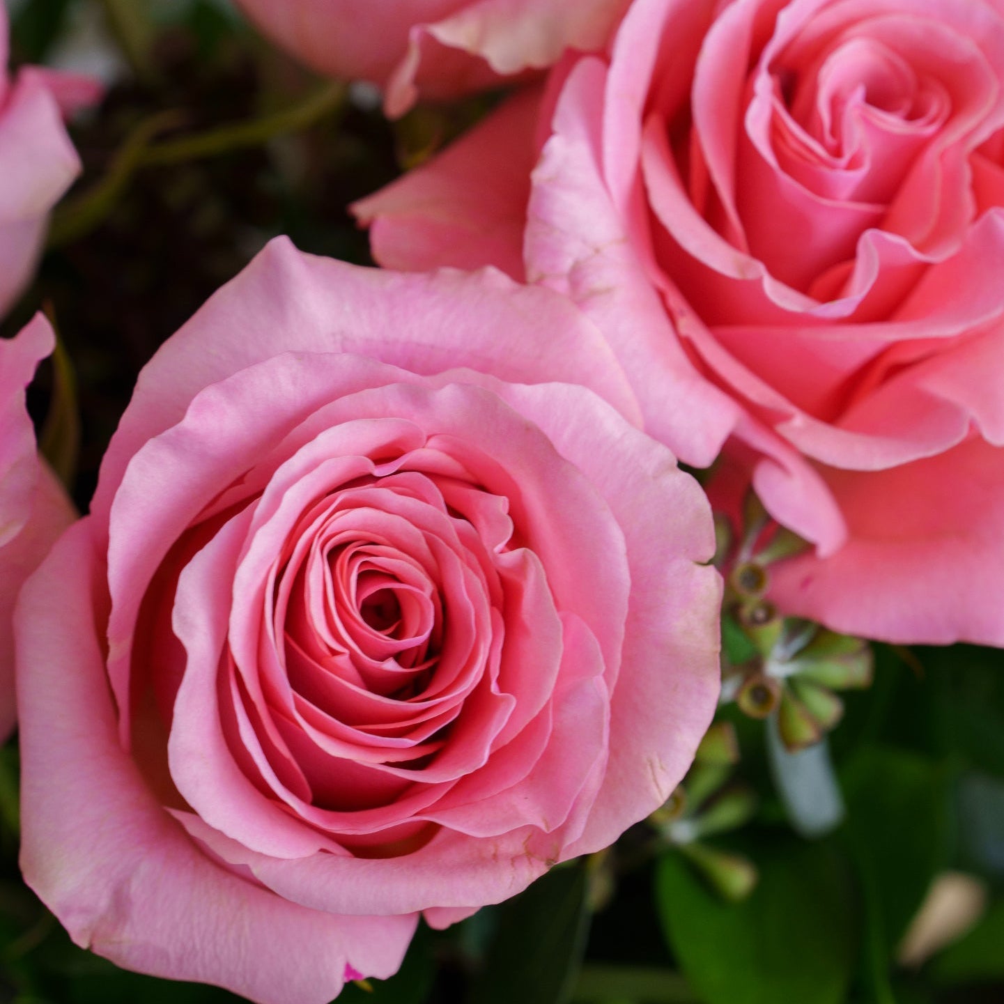 Pink Roses in a Glass Vase Pink Roses in a Glass Vase