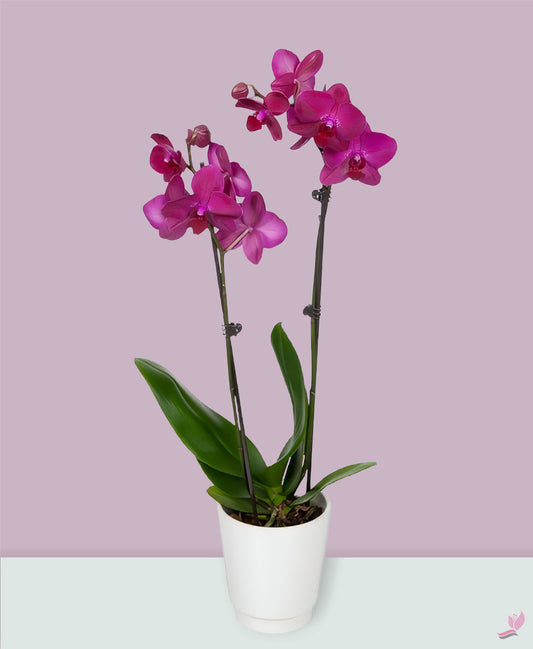 Purple Phalaenopsis Orchid Plant Double Stem