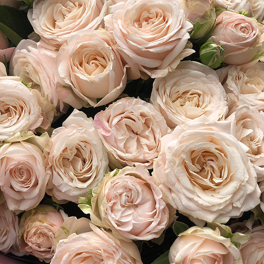 20 Peach Spray Roses Bouquet