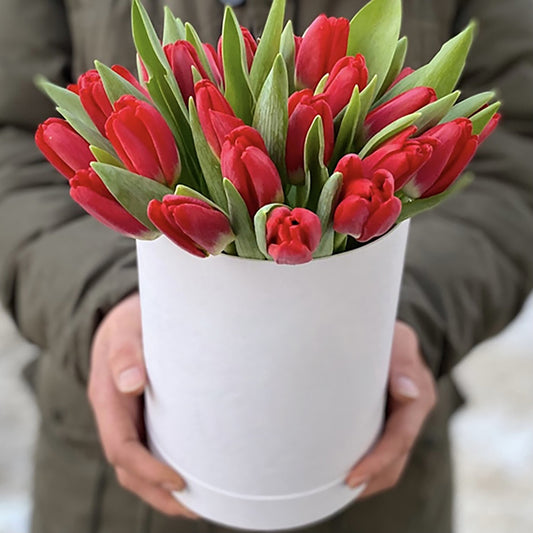 25 Red Tulips in Box