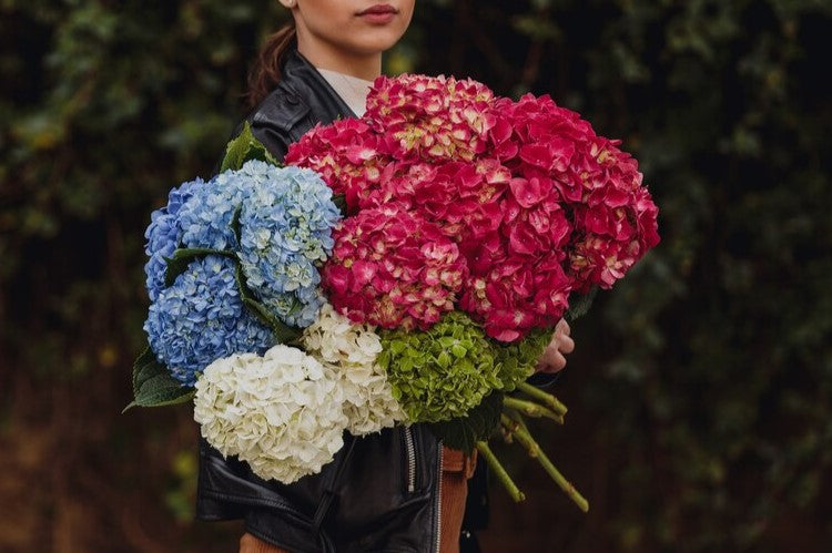 Why Are Hydrangea Bouquets the Perfect Gift