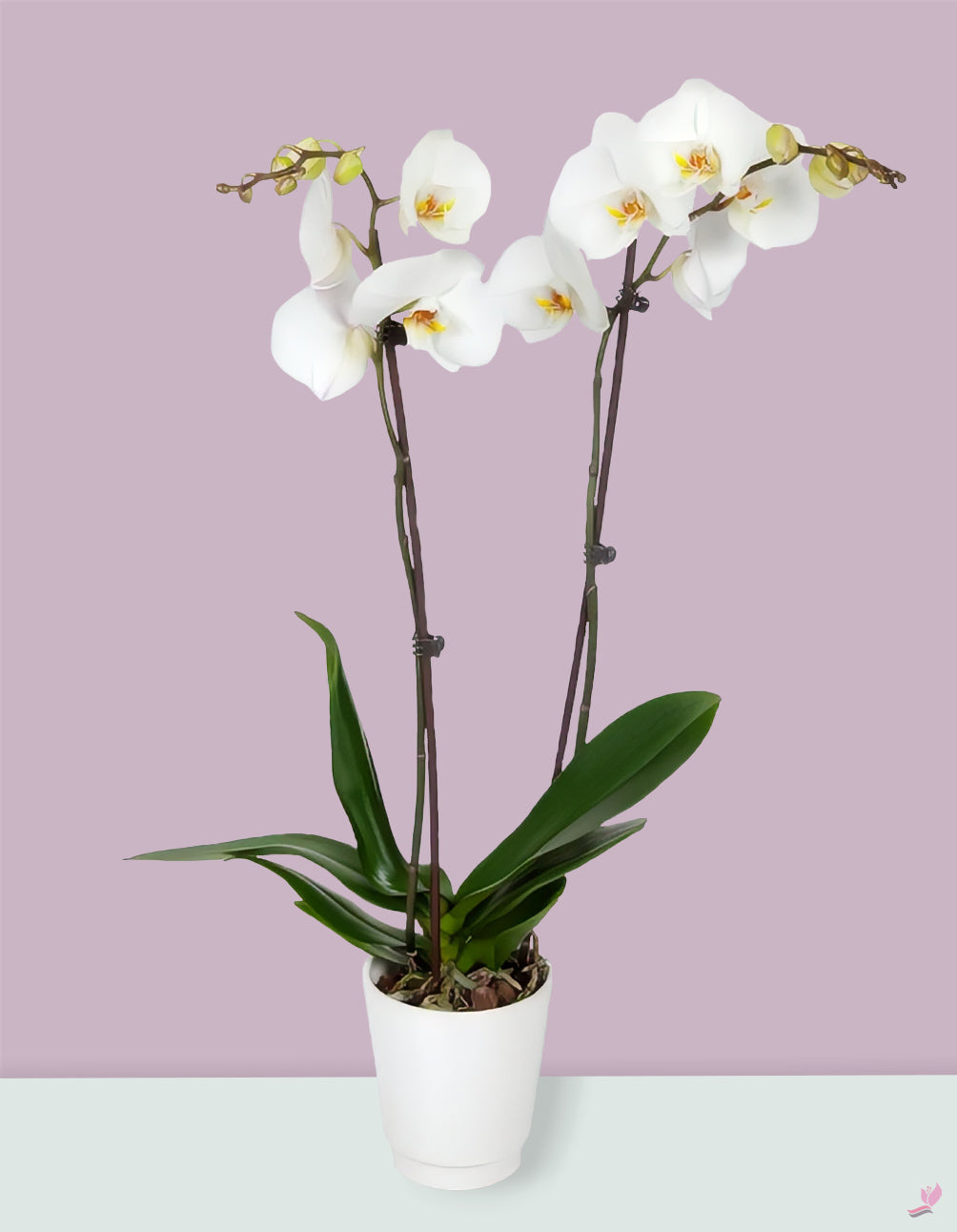 White Phalaenopsis Orchid Plant Double Stem