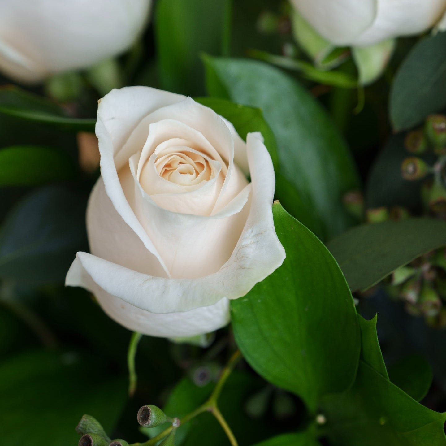 Elegant White Roses in a Glass Vase