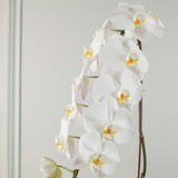 Phalaenopsis Orchid White