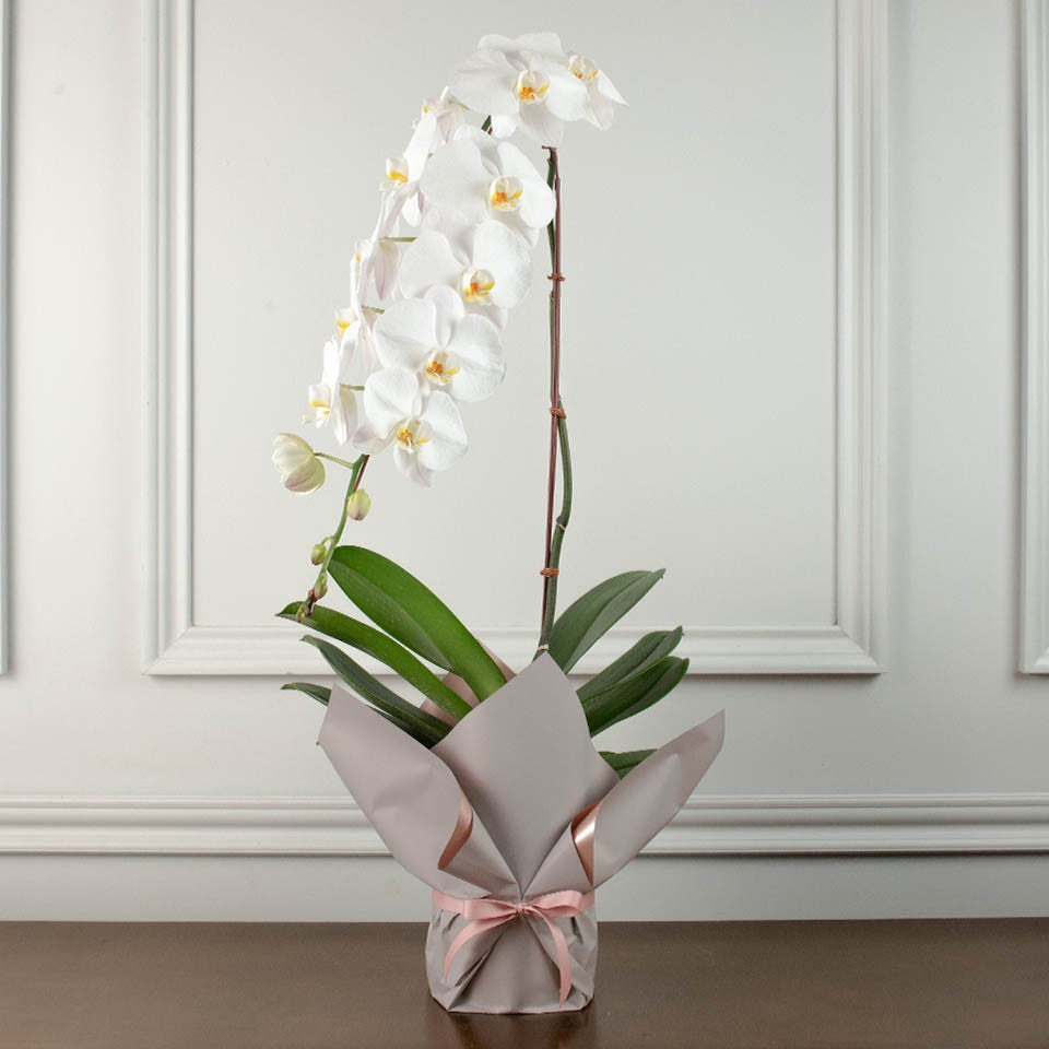 Phalaenopsis Orchid White