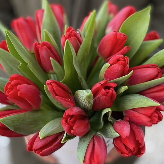 25 Red Tulips in Box