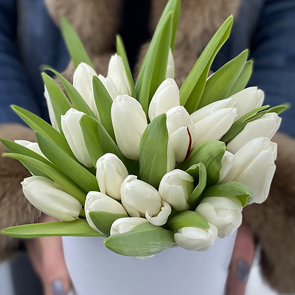 25 White Tulips in Box