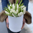 25 White Tulips in Box