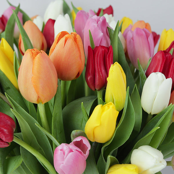 50 Mixed Tulips in Vase