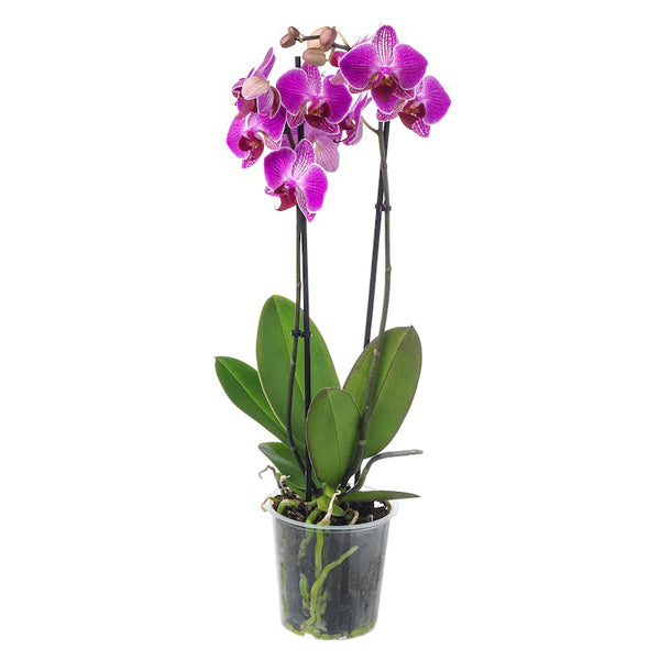 Purple Phalaenopsis Orchid Plant Double Stem